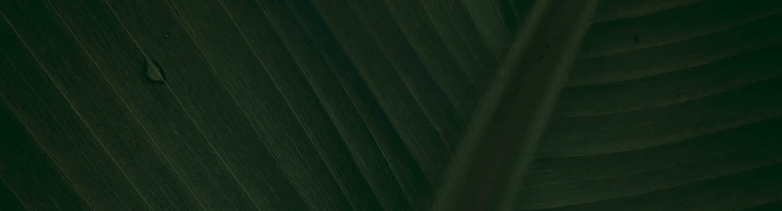 hero-image_optimized Evergreen Grace – Snake Plant Classic