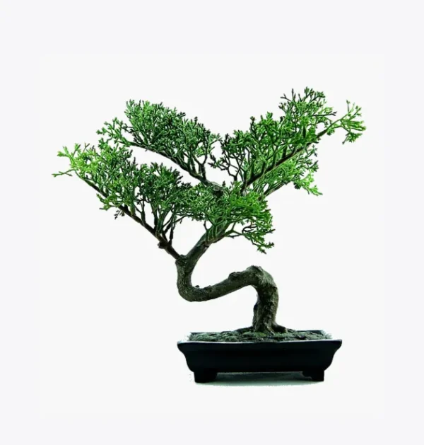 product-image-2_optimized Jungle Muse – Monstera Deliciosa