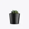Evergreen Grace – Snake Plant Classic