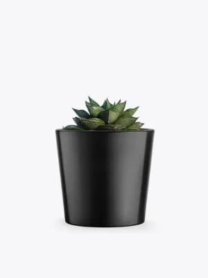 Urban Zen – ZZ Plant Harmony