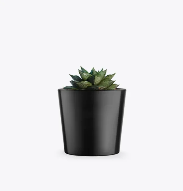 product-image-3_optimized Evergreen Grace – Snake Plant Classic