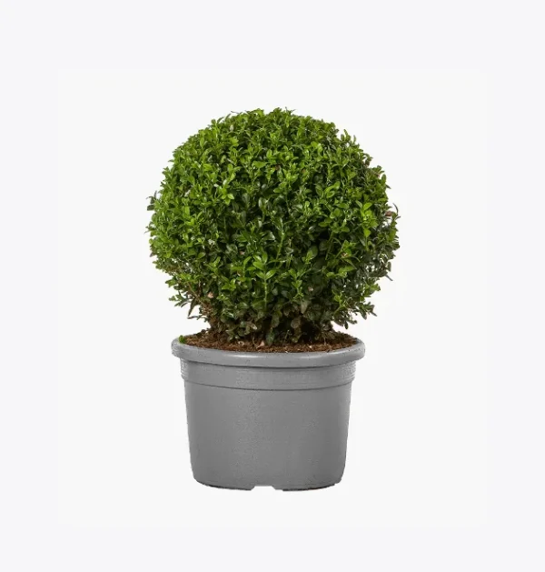 product-image-4_optimized Jungle Muse – Monstera Deliciosa