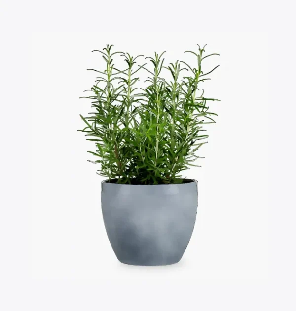 product-image-5_optimized Jungle Muse – Monstera Deliciosa