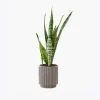 Jungle Muse – Monstera Deliciosa