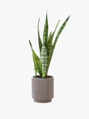 Sunset Trio – Mini Succulent Collection
