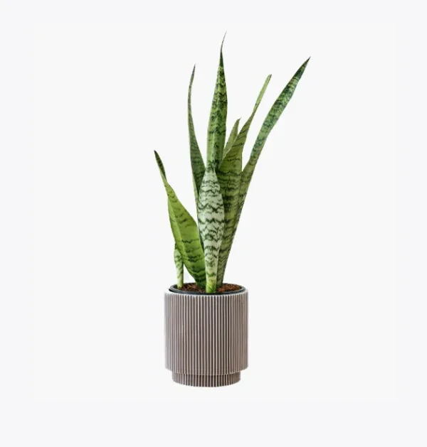 product-image-6_optimized Jungle Muse – Monstera Deliciosa