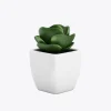 Desert Still – Cactus Style Mix