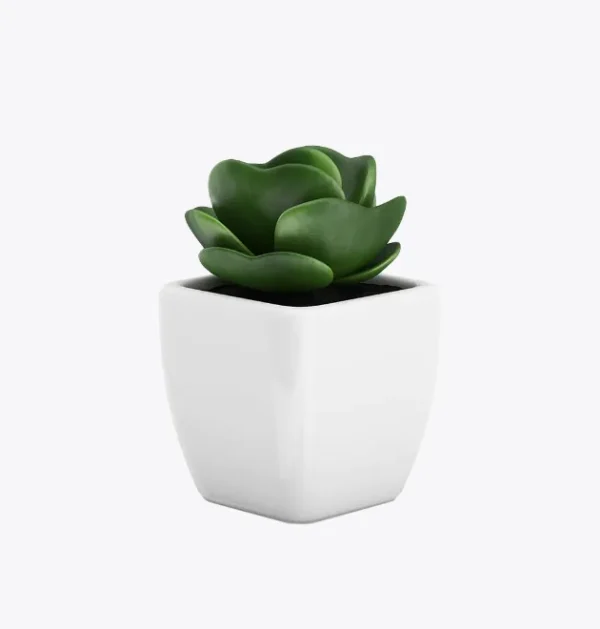 product-image-9_optimized Desert Still – Cactus Style Mix